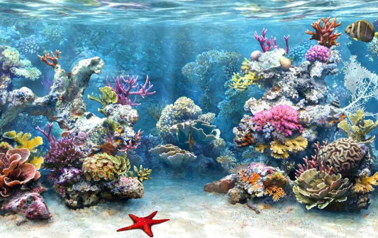 Ерозията на морското дъно – заплаха за рифове и хора