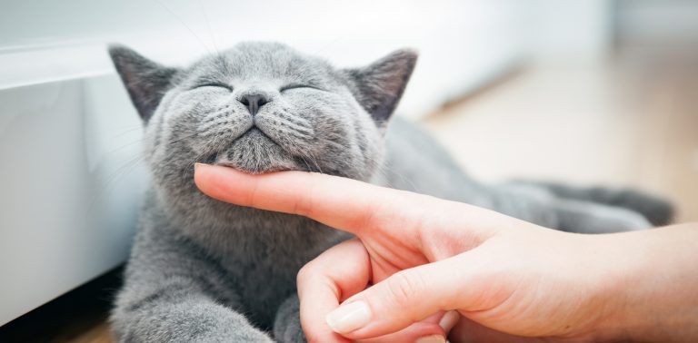 Крадците във Великобритания предпочитат… котките