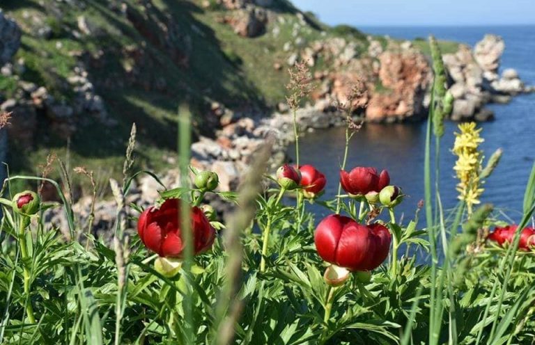Дивите божури разцъфнаха край Калиакра и Яйлата (СНИМКИ)