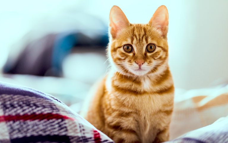Любопитни факти по случай Международния ден на котката (СНИМКИ)