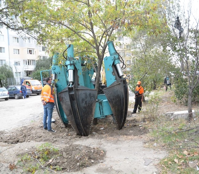 Във Варна преместиха дърво със специална машина заради паркинг (СНИМКИ)