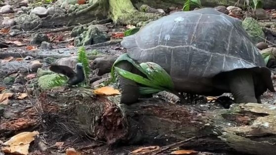 Любопитно: Гигантска костенурка е заснета да дебне, убива и изяжда птица (ВИДЕО)