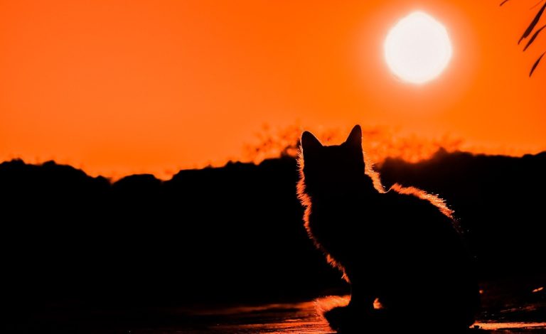 Котката, която имаше своя работа