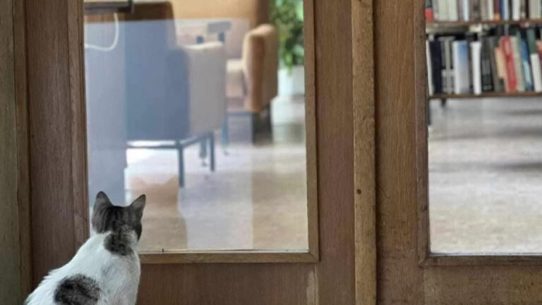 Котаракът Жоро остава в Пловдивската библиотека